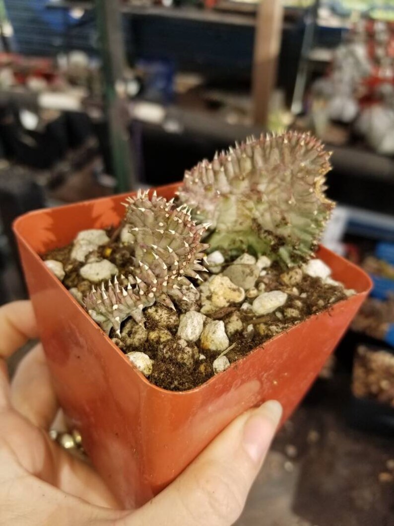 Huernia Procumbens Crest Live Plant Creasted Succulent