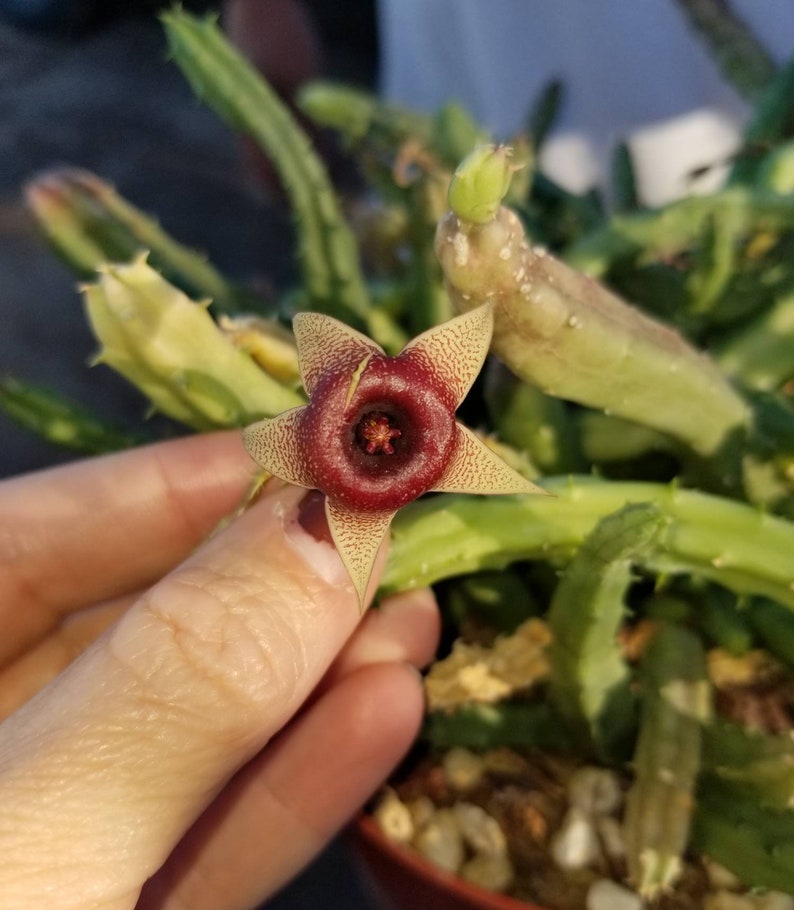Huernia Procumbens Live Plant