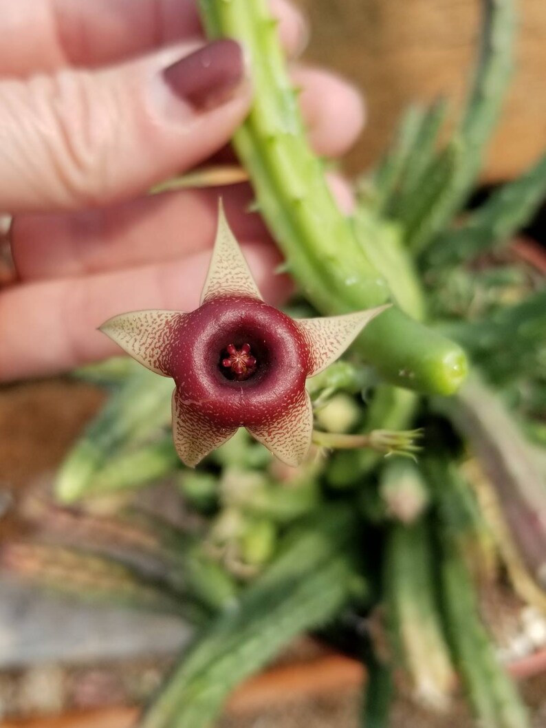 Huernia Procumbens Live Plant