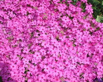 6 Plants Creeping Phlox Hot Pink 'Red Wings' Ground Cover - Perennial - Deer Proof