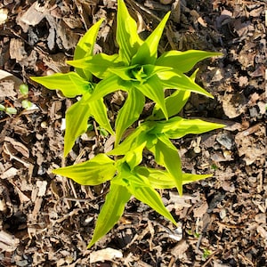 5 Plants - Hosta Munchkin Fire Starter Plants - Rare Miniature Hosta - Winter Hardy Perennial image 3