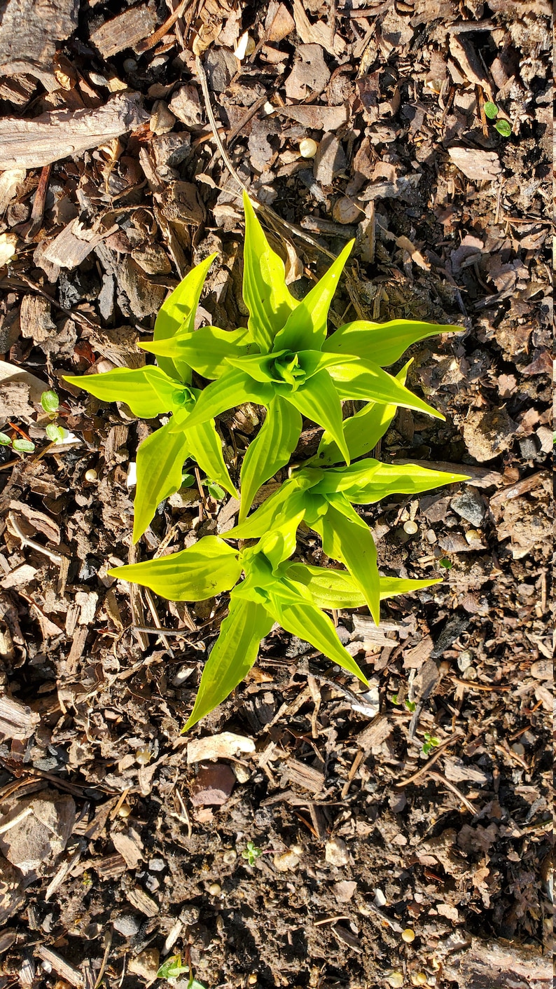 5 Plants - Hosta Munchkin Fire Starter Plants - Rare Miniature Hosta - Winter Hardy Perennial image 3