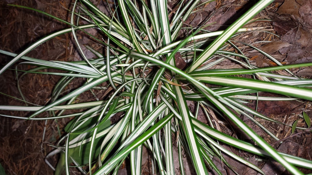 Seege 4 Carex Evergold Plants – Japanese Sedge Ornamental Grass for Shade ...