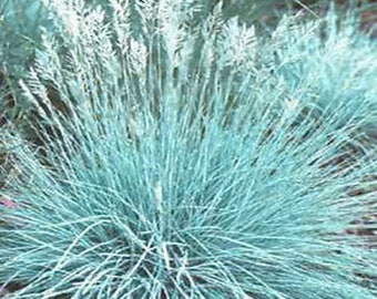 4 Plants Blue Fescue Dwarf Ornamental Grass –– Deer Proof - Perennial