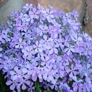 5 Plants - Medium Tall Wild Phlox - Gorgeous Breath Taking Blue Flowers in Spring - Perennial