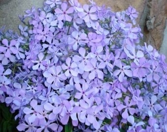 5 Plants - Medium Tall Wild Phlox - Gorgeous Breath Taking Blue Flowers in Spring - Perennial