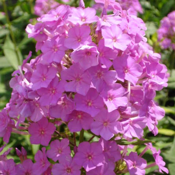 3 Plants Tall Garden Phlox - Hot Pink Flowers July to September – Perennial