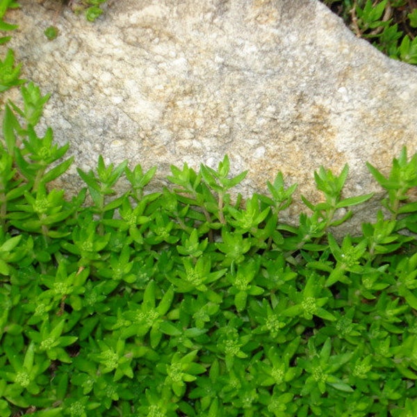 50 Gold Moss Stonecrop Ground Cover Plants - Great Groundcover to Keep Weeds Out