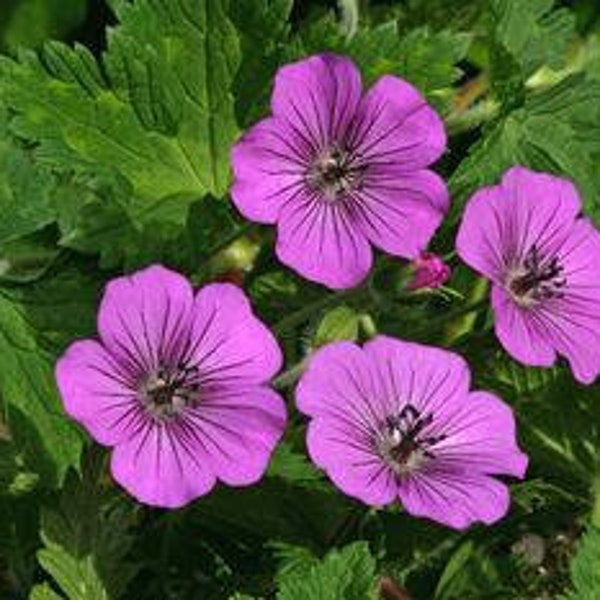 2 Plants Hardy Geranium For Shade – Pink Penny Flowers May to Oct - Perennial - Perennial - Deer Proof
