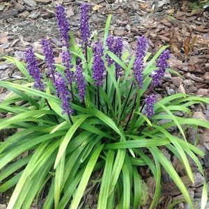 May include: A close-up of a Liriope plant with vibrant purple flower spikes. The plant has long, green and yellow striped leaves. The background is covered in brown mulch.