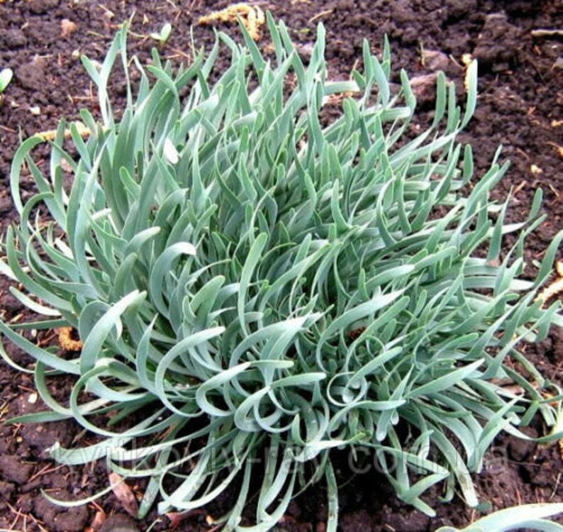 10 Live Plants - Allium senescens 'Glaucum' - Unusual Blue Curvy Leaves Rarely Seen