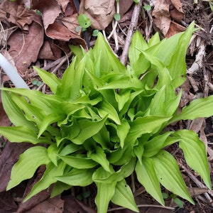 5 Plants - Hosta Munchkin Fire Starter Plants - Rare Miniature Hosta - Winter Hardy Perennial image 2