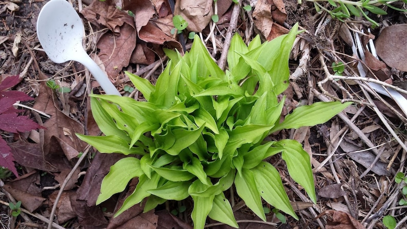 5 Plants - Hosta Munchkin Fire Starter Plants - Rare Miniature Hosta - Winter Hardy Perennial image 2