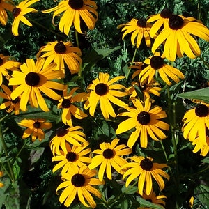 10 Plants - Black-Eyed Susan Flower July through Oct - Perennial - Deer Proof