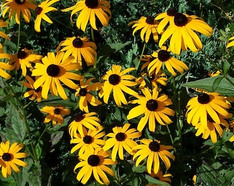 8 Plants - Black-Eyed Susan Flower July through Oct - Perennial - Deer Proof