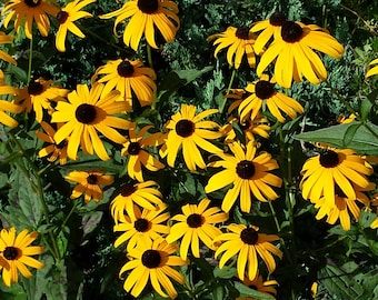 10 Plants - Black-Eyed Susan Flower July through Oct - Perennial - Deer Proof