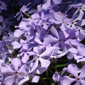 8 Plants Creeping Phlox Lavender Ground Cover - Perennial - Deer Proof