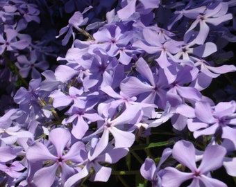 6 Plants Creeping Phlox Lavender Ground Cover - Perennial - Deer Proof