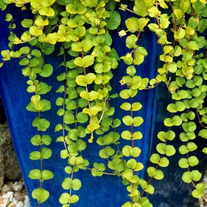 8 Plants Golden Creeping Jenny - Great For Baskets - Ground Cover - Perennial