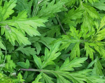8 Plants Mugwort  - Wormwood Herb - Artemisia Argyi - Ai Cao - Deer Proof