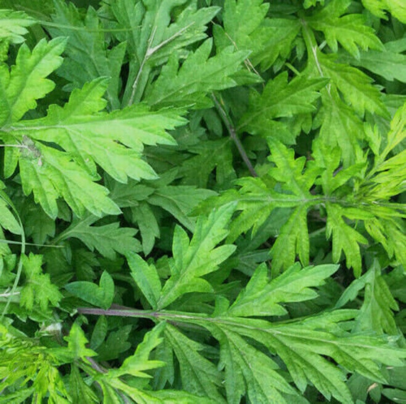 May include: A close-up image of a cluster of green leaves. The leaves are densely packed together, creating a lush and textured surface. The leaves are a vibrant green color and have a slightly serrated edge.