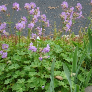 May include: A patch of purple flowers with green leaves growing in a garden.