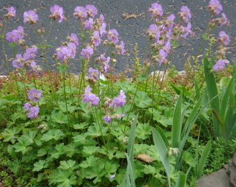 4 Plants Miniature Hardy Geranium For Shade – VERY RARE - Perennial - Deer Proof