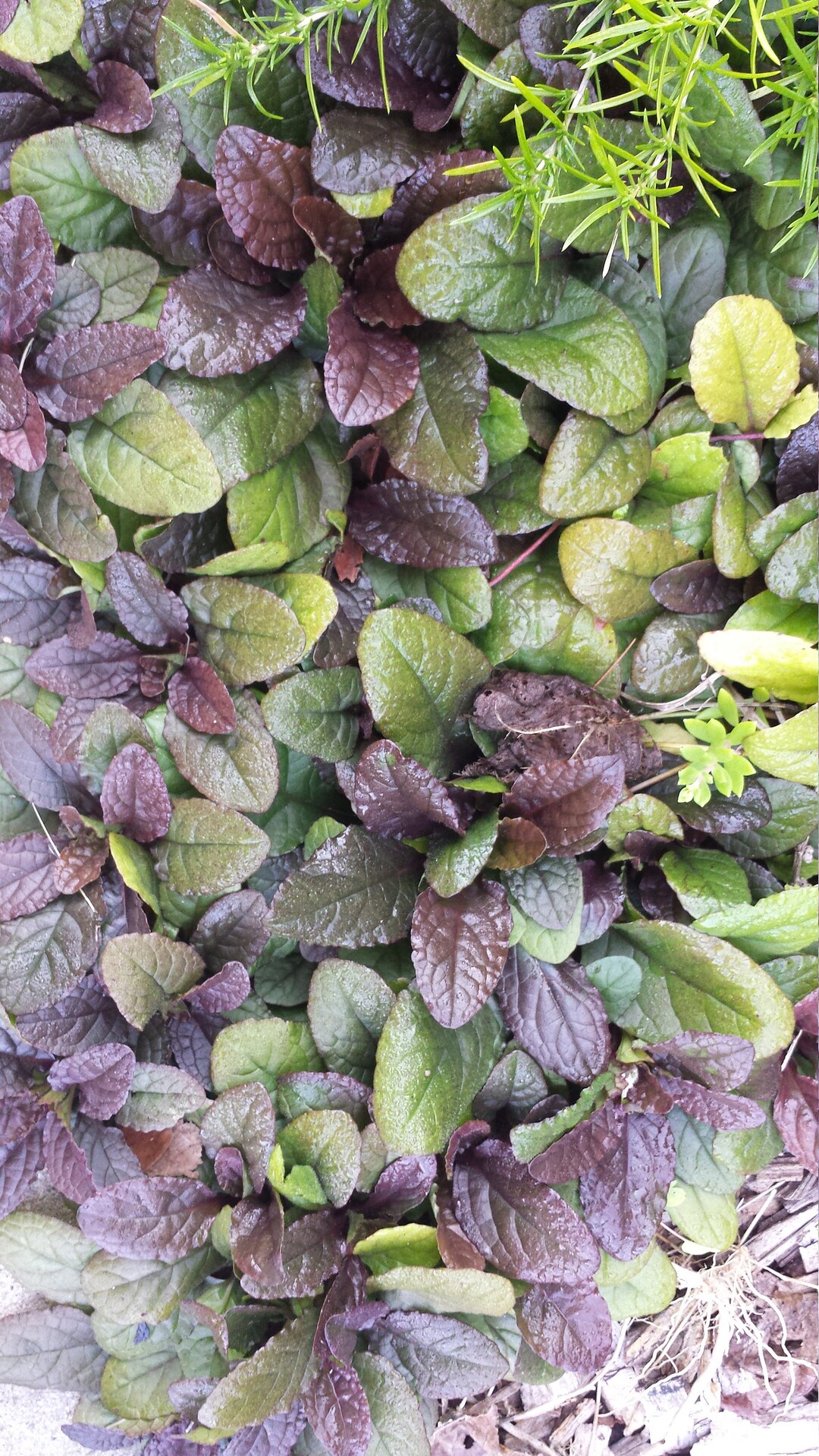 Bugleweed Roots 15 Plants - Ajuga Bare Root Live Bugleweed Perennial - Groundcover - Etsy