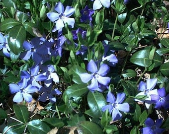25 Creeping Myrtle/Periwinkle-Live Ground Cover Plants-Bare Root-Vinca Minor