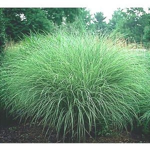 8 Plants - 'Morning Light' Maiden Grass - Japanese Silver Grass - Deer Proof