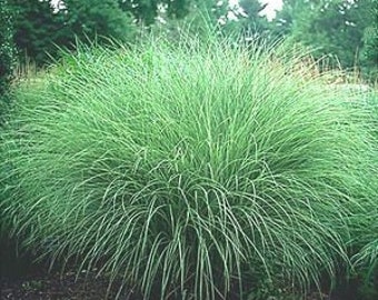 8 Plants - 'Morning Light' Maiden Grass - Japanese Silver Grass - Deer Proof
