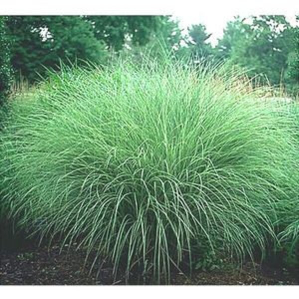 8 Plants - 'Morning Light' Maiden Grass - Japanese Silver Grass - Deer Proof