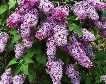 Lilac Bush - Very Fragrant 12"+ Tall - Perennial