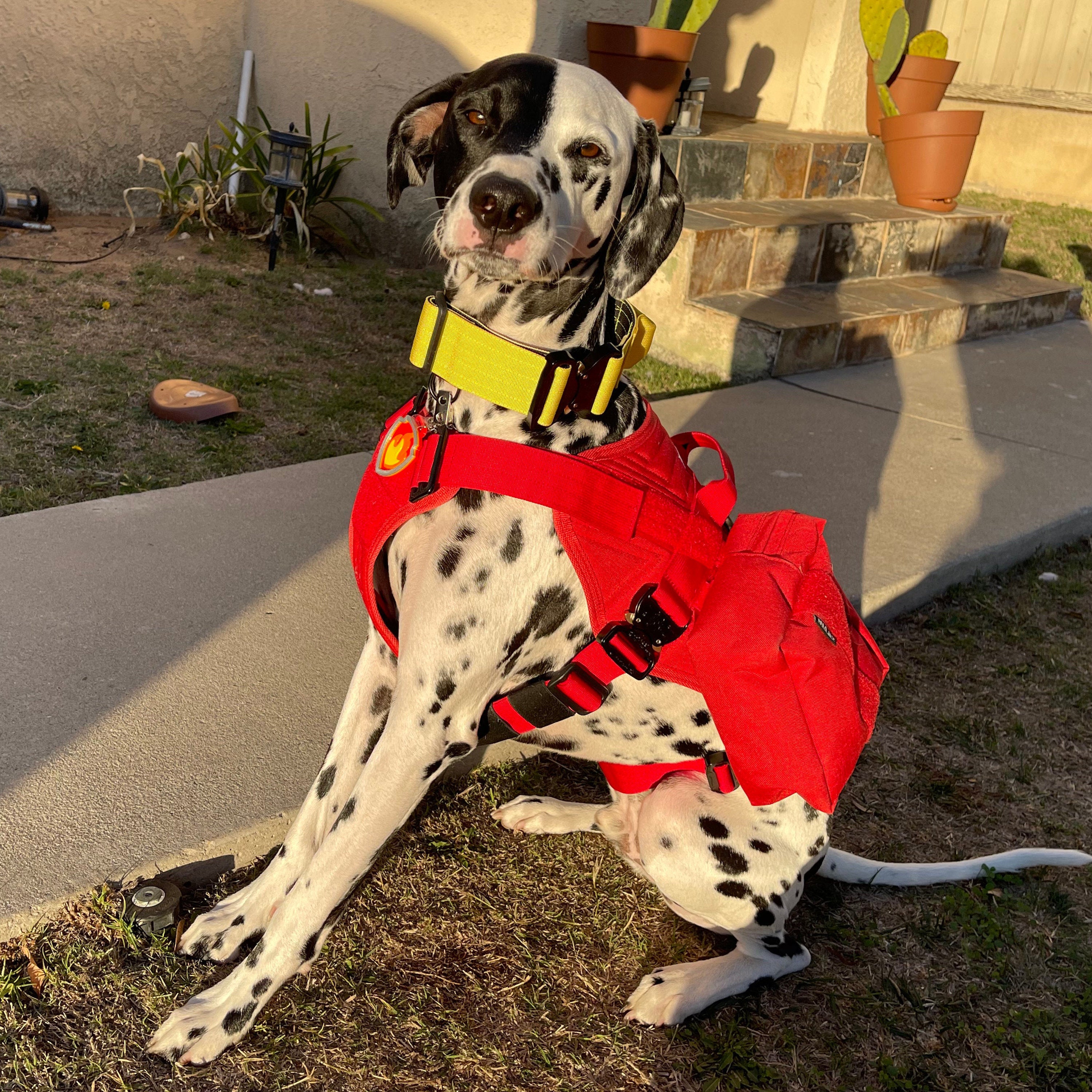 Paw Patrol Everest Mighty Pups Badge - Etsy Israel