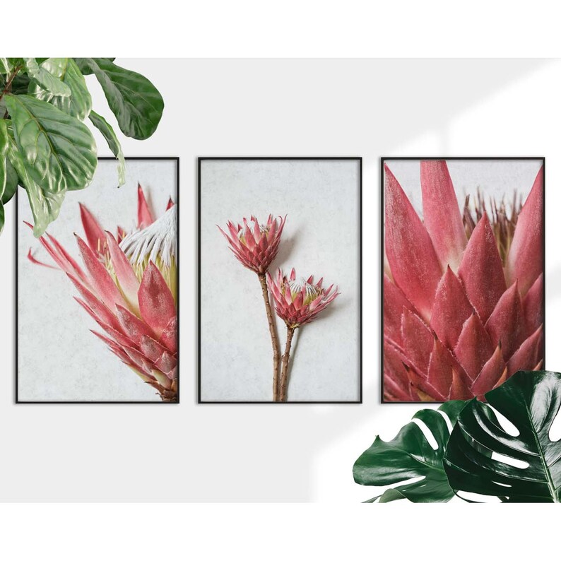 King Protea Print Set of 3, Protea Wall Art, Protea Print, Protea Home Decor, Protea Wall Decor