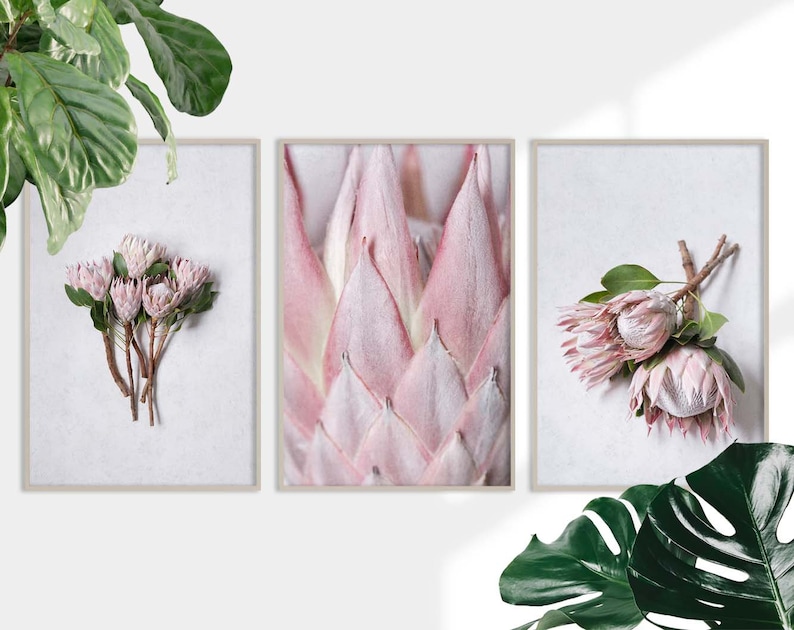 Protea Wall Art Decor Set Blush Pink King Protea Wall Art Etsy
