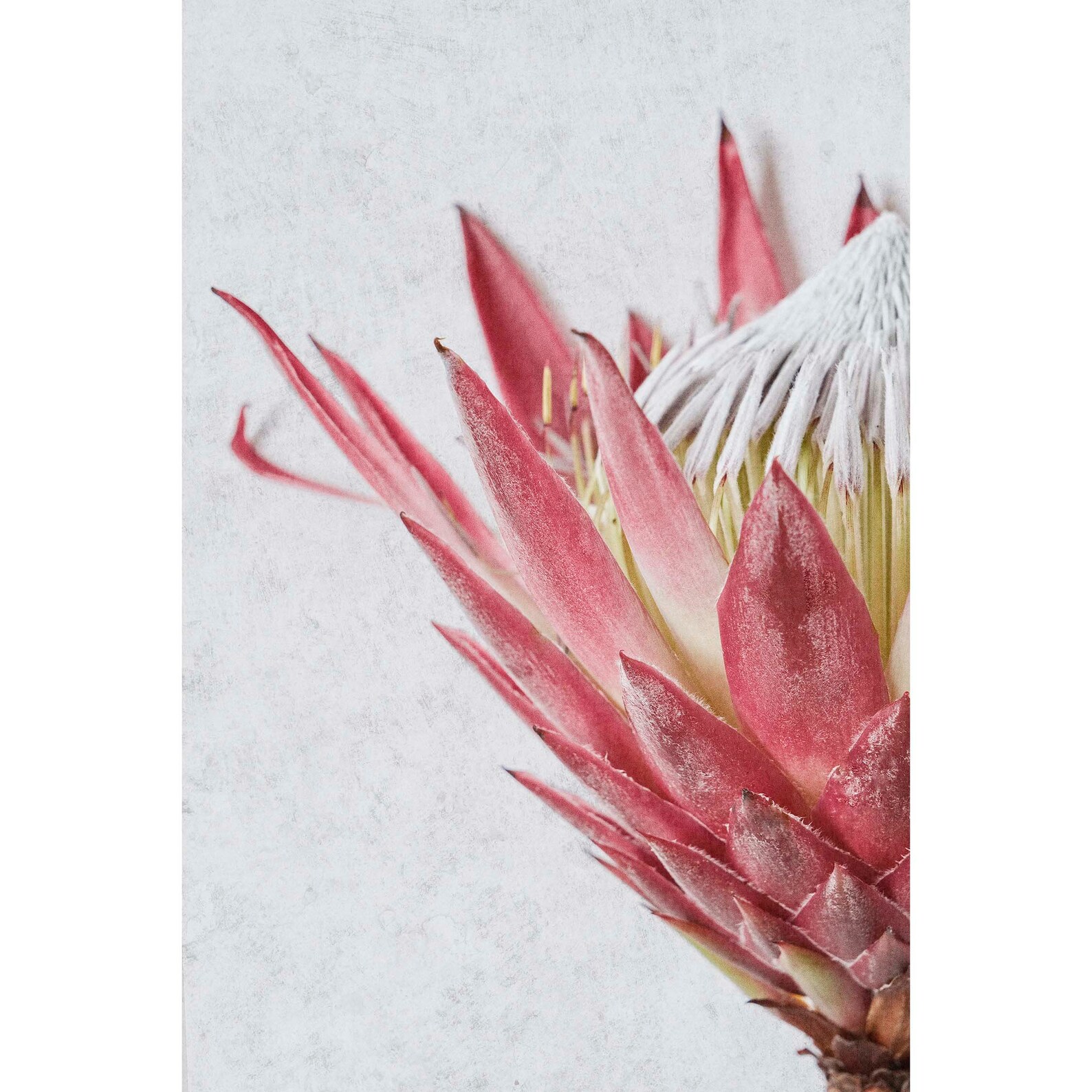 Art Print Terracotta King Protea - TypoFlora main image 1