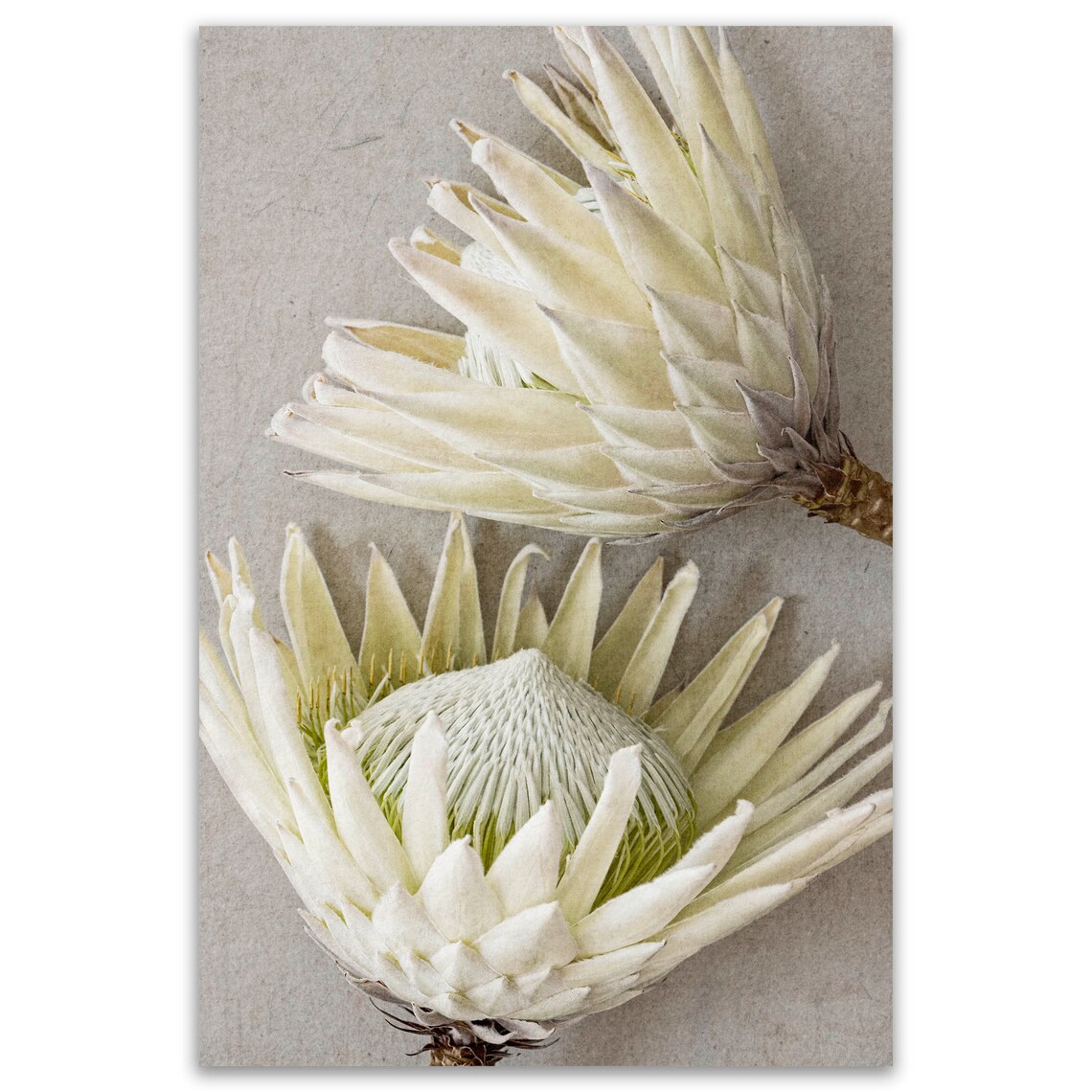 White Protea Flower Print Set of 3, Protea Wall Art, Protea Print