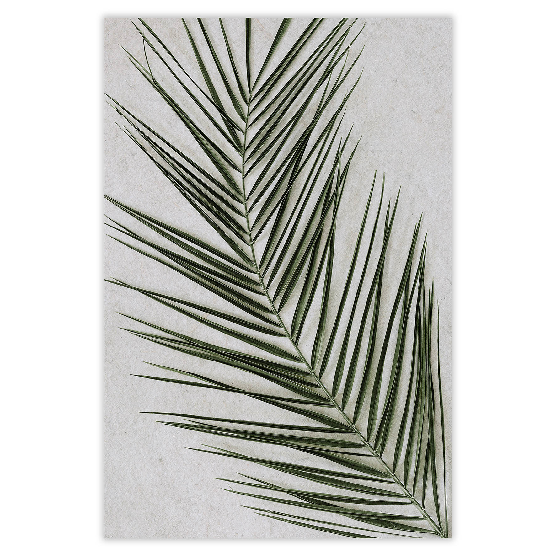 Set of 3 Tropical Leaves Wall Art Prints, Palm Leaf, Monstera Deliciosa ...