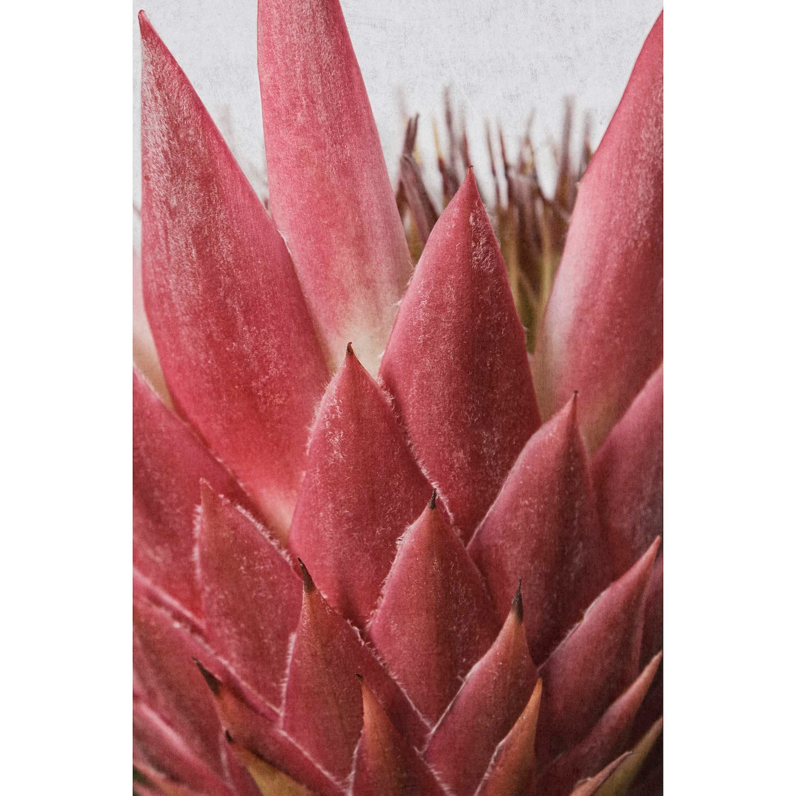 Art Print Terracotta King Protea - TypoFlora main image 0