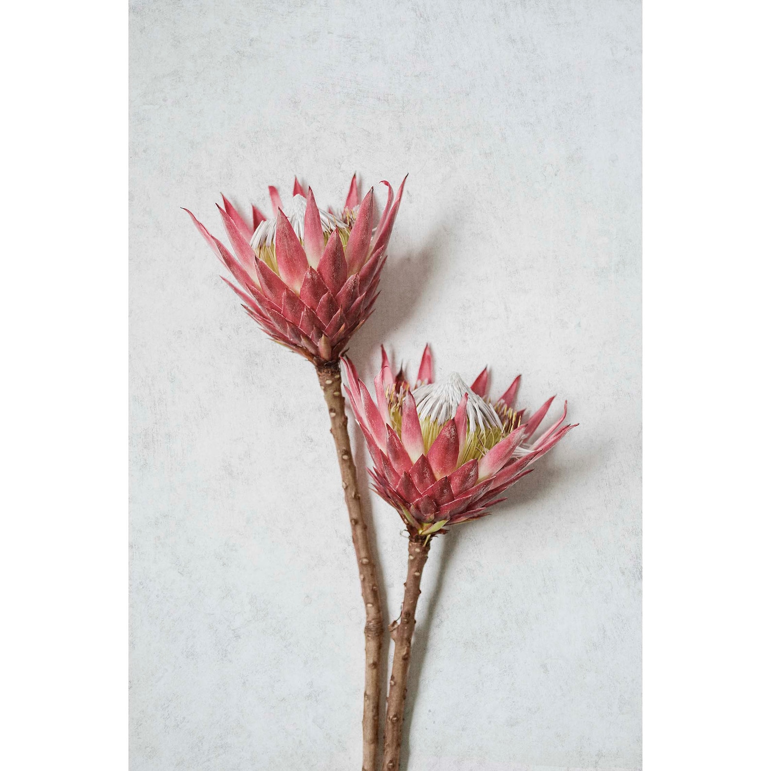 King Protea Print Set of 3, Protea Wall Art, Protea Print, Protea Home Decor, Protea Wall Decor