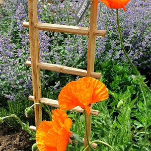 Könnte beinhalten: Ein Holzspalier mit orangefarbenen Mohnblumen, die daran hochwachsen. Der Spalier ist aus Naturholz gefertigt und hat einen rustikalen Look. Die Blumen stehen in voller Blüte und haben eine leuchtend orange Farbe.