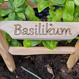 Könnte beinhalten: Ein hölzerner Pflanzenmarker mit dem Wort "Basilikum" eingraviert. Der Marker befindet sich in einem Gartenbeet mit grünen Basilikumpflanzen, die um ihn herum wachsen.