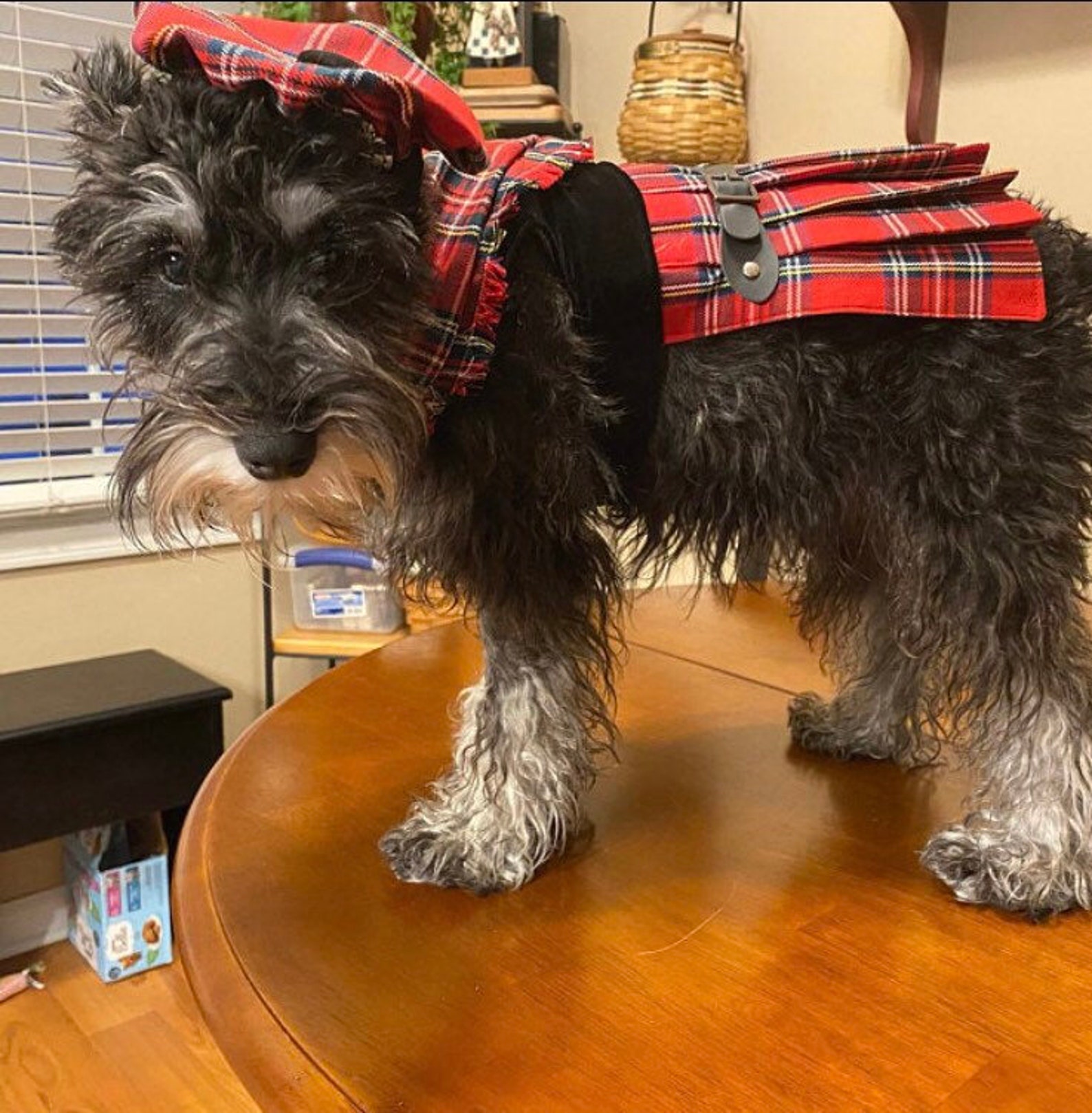 Dog Kilt and Tam Hat by Fetching Dog Fashions Tartan Choices Etsy