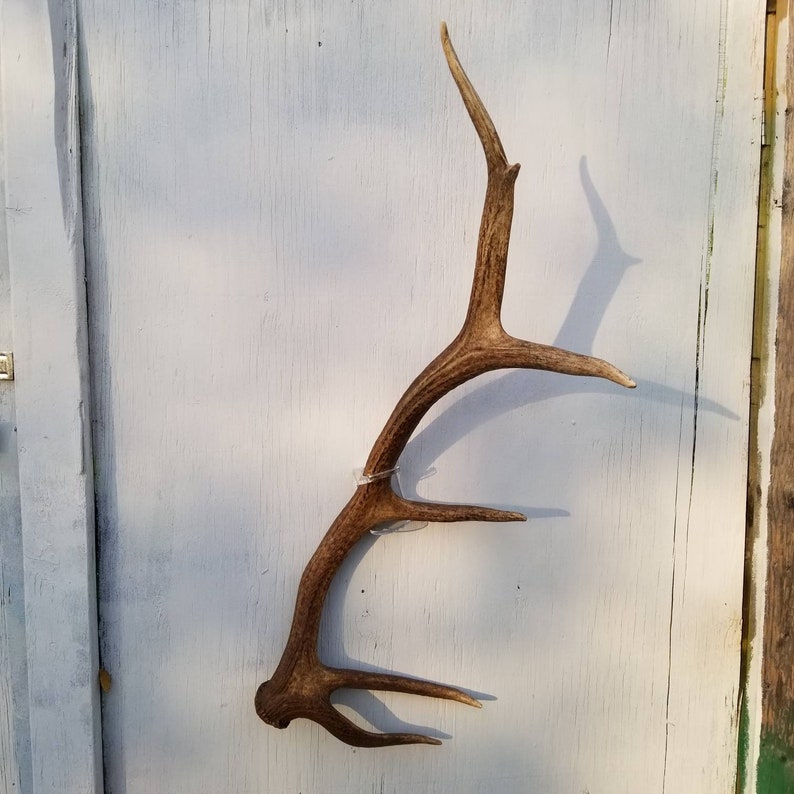 Invisible Elk Shed Wall Mount Etsy