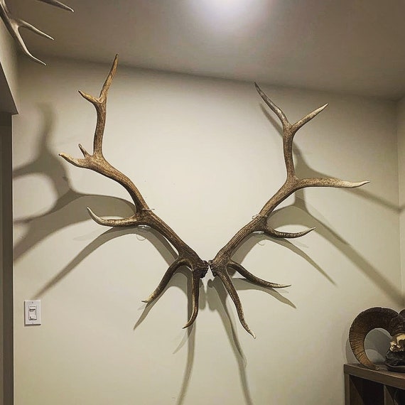 How to Hang an Elk Mount
