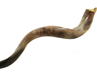 Shofar Kudu Yemenita - Corno Kosher Lucidato 89-94cm Da Israele