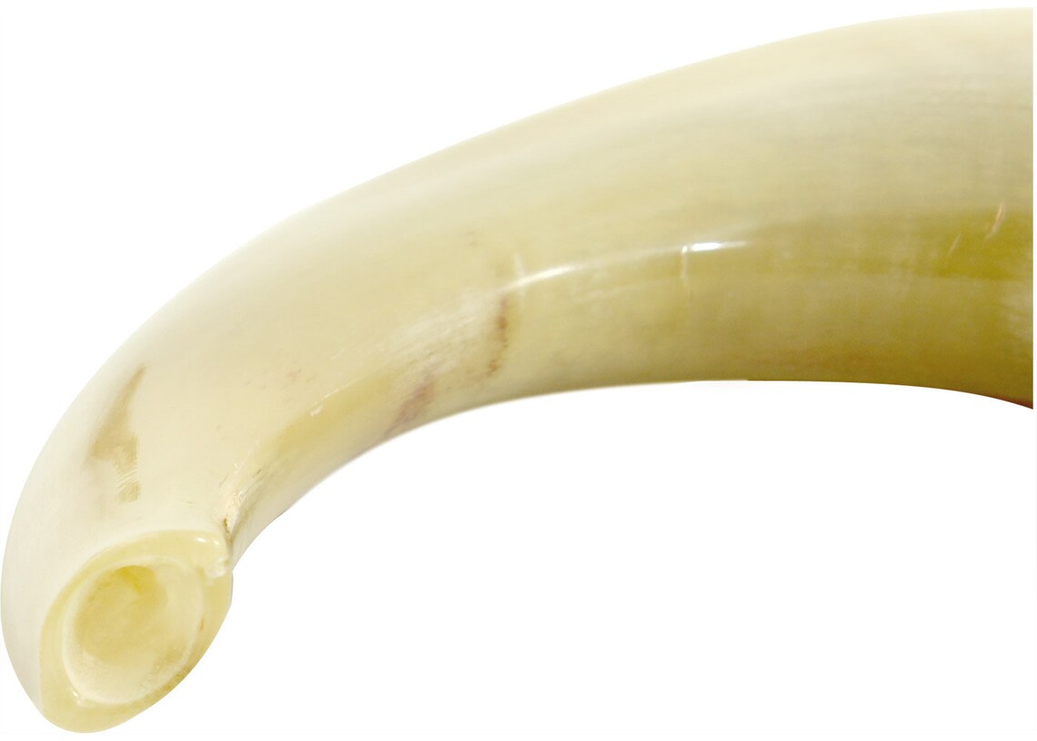 Ram Horn Shofar Trumpet From Israel Polished Koѕhеr Etsy