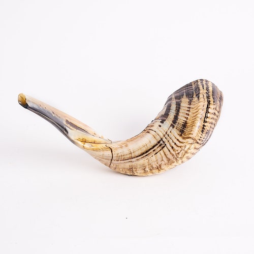 Ram Horn Shofar Trumpet From Israel Halfpolished Koѕhеr Etsy