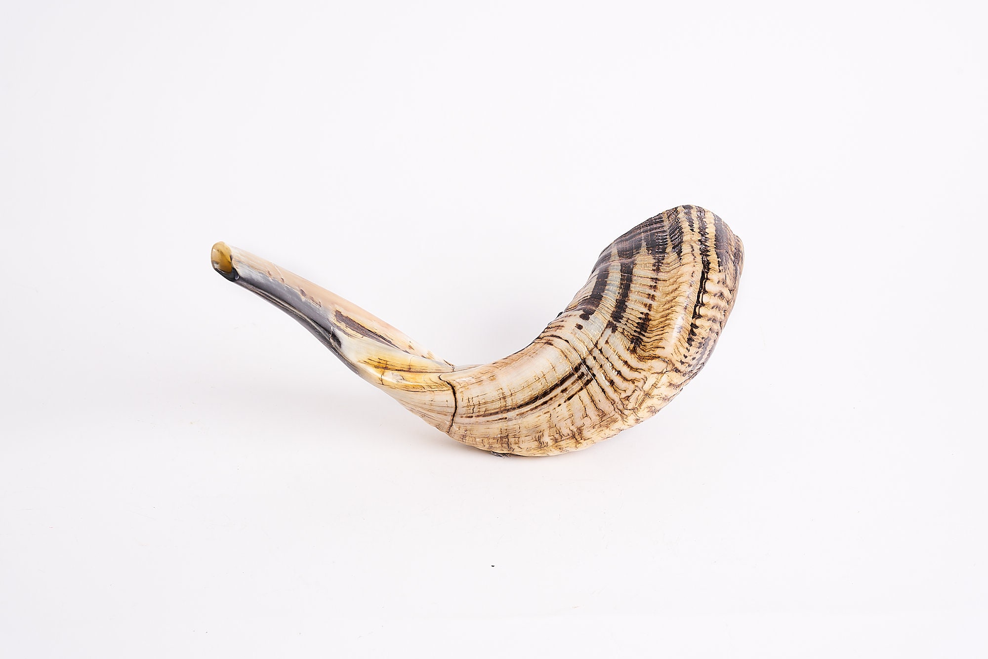 Ram Horn Shofar Trumpet From Israel Halfpolished Koѕhеr Etsy
